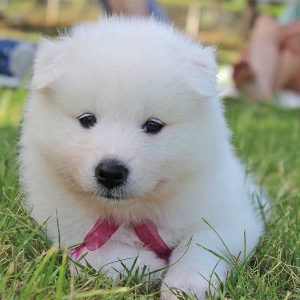 Samoyed-Puppy