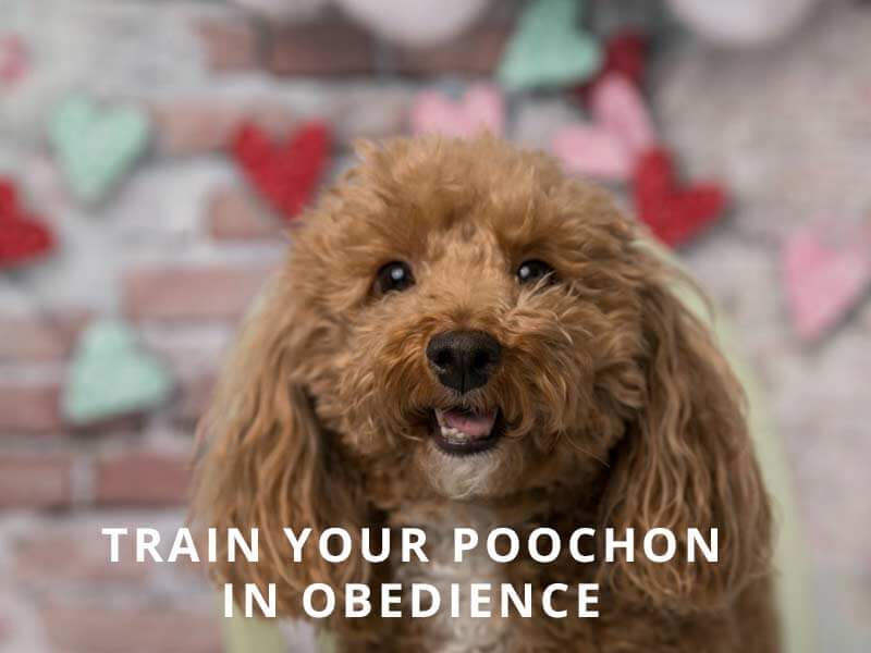 Train-in-Obedience
