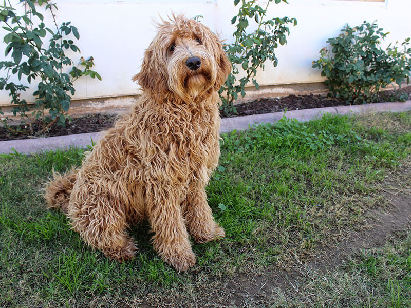 labradoodle-page-dog