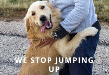 Golden-Retriever-Dog-Jumping-How-to-stop-It