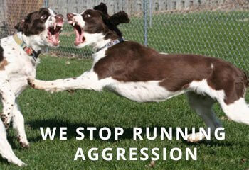 Springer-aggression