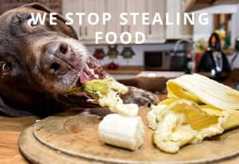 Stealing-Food