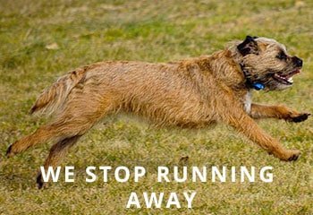 border-terrier-running