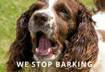 dog-barking-the-is-a-springer-spaniel-DG9YWP_InPixio