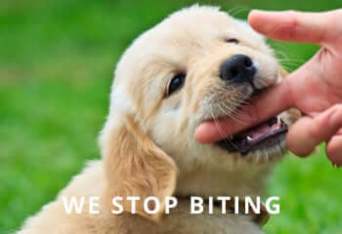 puppy-golden-retriever-biting-1.jpg