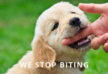 puppy-golden-retriever-biting