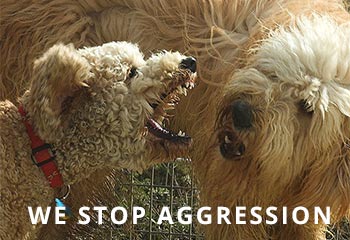 goldendoodle-aggression