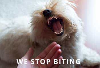 Biting-Puppy