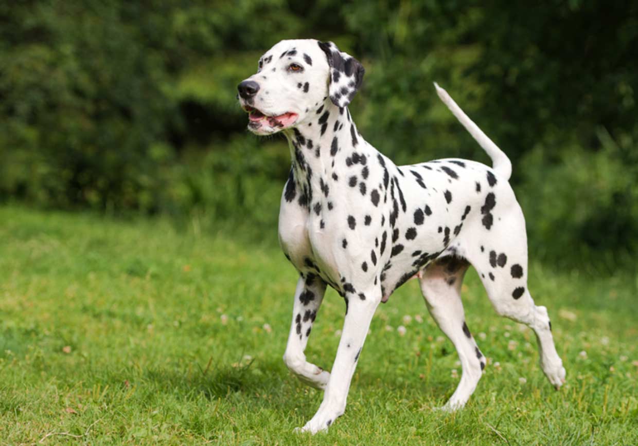 Dalmatian Dog & Puppy 1-2-1 Home Training in North & East Yorkshire