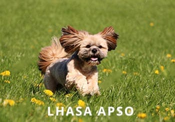 Lhasa-Apso