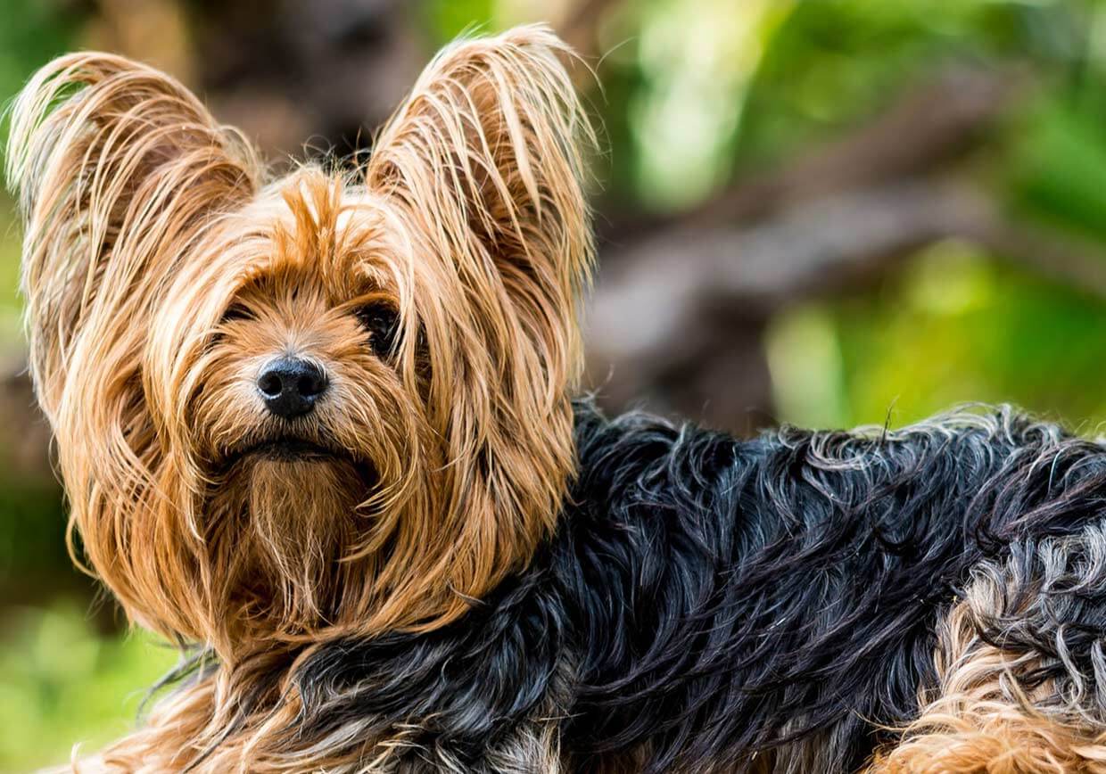 Yorkshire Terrier Dog & Puppy Training 1-2-1 Home Visits in Yorkshire