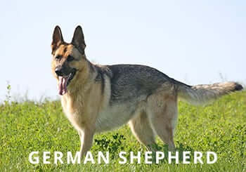 German-Shepherd-Soliloquy