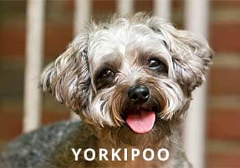 Yorkipoosoliloquy-dog