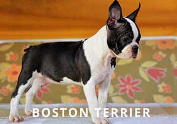 Boston-Puppy-Soliloquy