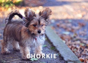Chorkie-puupy-Soliloquy
