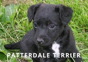 Patterdale-Puppy.jpg