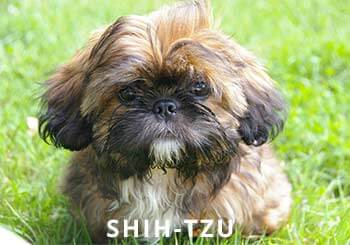 Shih-Tzu-Puppy.jpg
