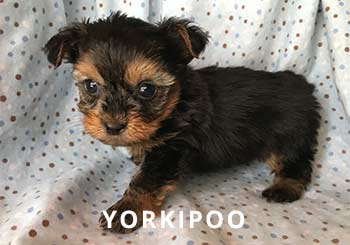 Yorkipoo-soliloquy-puppy