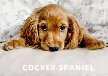 cocker-spaniel-dogs-puppies-6.jpg