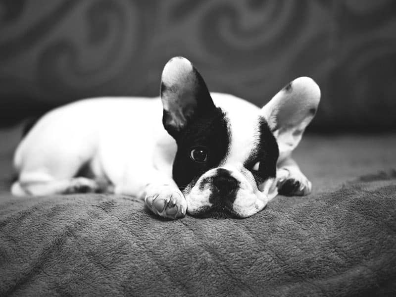 French Bulldog Obedience Training 1-2-1 Home Visits in North Yorkshire