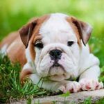 Bulldog-puppy-laying-down-in-the-grass.20200803190248656-(1)