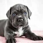 Cane-Corso-puppy-laying-down-indoors
