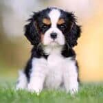 Cavalier-King-Charles-Spaniel-puppy-sitting-in-the-grass