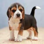 beagle-outdoors-gallery-8-min