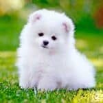 pomeranian-white-puppy-921029690-2000-3ca2fdb56d144450a05c6990efdfd40e